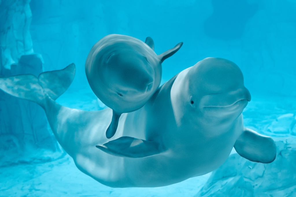 belugas del oceanografic