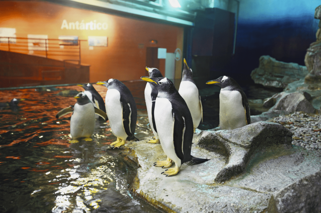 pingüinos oceanografic de valencia